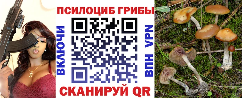 дарк нет телеграм  Александровское  Псилоцибиновые грибы Psilocybe 